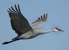 Hunters Find Sandhills Challenging During Kentucky’s Inaugural Crane Season