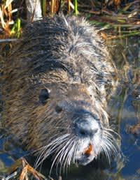 First Invasive Nutria Population Since 2002 Confirmed in Delaware