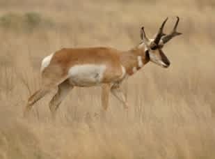 Online Application Service Now Available for Arizona’s 2012 Elk and Pronghorn Antelope hunts