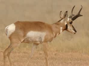 Application Deadline for Arizona’s Elk and Pronghorn Hunts is Feb. 14