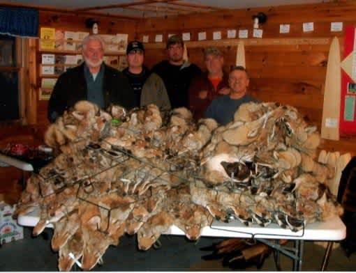 One Group of Maine Trappers Catches 83 Coyotes