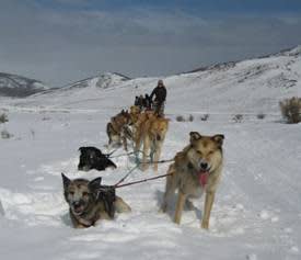 Dog Sled Race at Colorado’s Stagecoach State Park Postponed