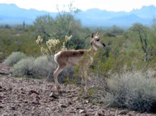 Sonoran Pronghorn Return to Arizona’s King Valley