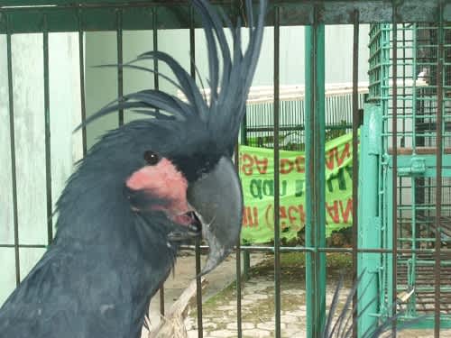 Bird Smuggler Busted in Indonesia