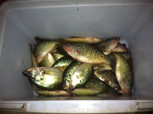 Cabin Fever at its Finest: Winter-time Missouri Crappie Fishing