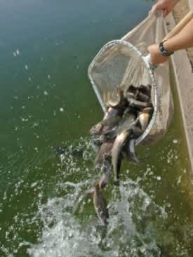 Incentive Trout Stockings Generate Excitement at Arizona’s Urban Lakes