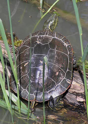 Native Turtle Conservation is the Subject of a Presentation on Feb. 8 in Portland, Oregon