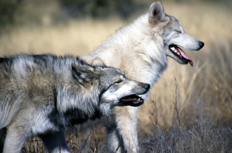 Idaho Wolf Hunting Closed in Two Zones