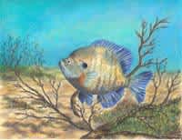 Time to Begin Work on Texas State-Fish Art Contest Entries