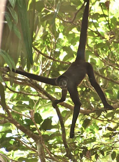 Colombia’s National Parks Unit Confirm Rare Brown-Spider Monkey Living in Parque Nacional Natural Selva de Florenci