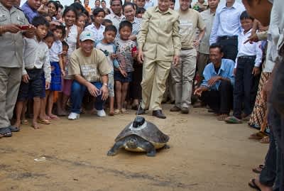 Extremely Rare Turtle is Released Into the Wild