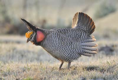 Entries Sought for the New Mexico Prairie Chicken Festival Poster Contest