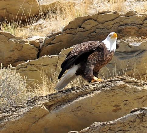 Lake Pueblo Colorado State Park Hosts Annual Eagle Days Event