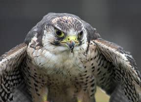 Eldorado Canyon State Park, Colorado Implements Wildlife Closure to Protect Falcons