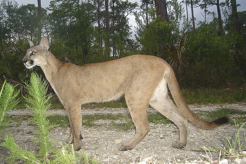 3 Florida panthers die in early 2012, after 24 deaths, 32 births documented in 2011