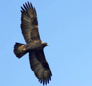 Leading Bird Conservation Group Responds to Proposed Eagle Take Permit