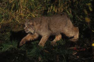 U.S. Fish and Wildlife Reviewing Maine’s ITP Application for Trapping and Lynx