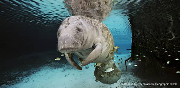 Manatees Flock to Florida Power Plant for Warmth