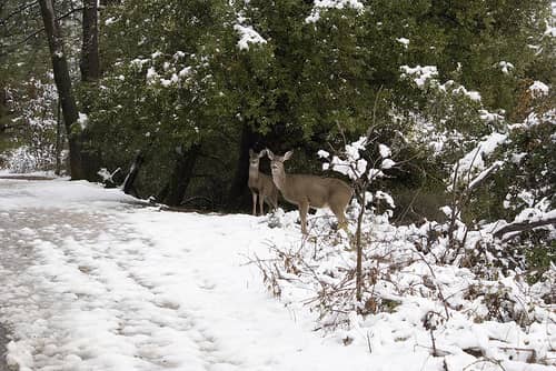 Hunters Take 19,251 White-tailed Deer During Ohio Muzzleloader Season