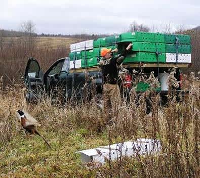 Pennsylvania Board Closes Pike Run Wild Pheasant Recovery Area