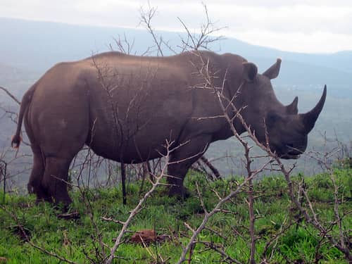 Rhino Poaching Deaths Continue to Increase in South Africa