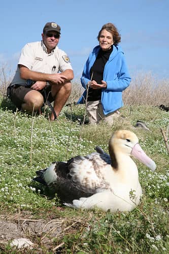 Second Short-Tailed Albatross Hatches at Midway Atoll National Wildlife Refuge