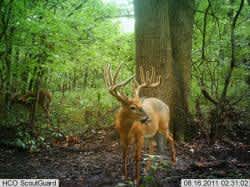 Whitetails Unlimited’s 2011 Trail Camera Contest Winners Announced