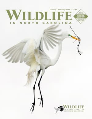 Wildlife in North Carolina Magazine Announces Photo Competition Winners