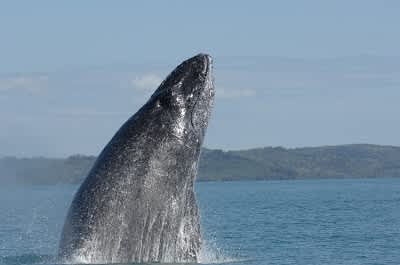 Wildlife Conservation Society Study Finds Southern Indian Ocean Humpbacks Singing Different Tunes