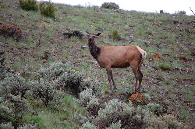 Elk Population Restoration to Begin Soon in Virginia