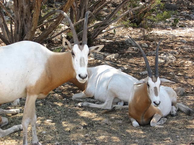 The Truth Behind African Antelope Permits