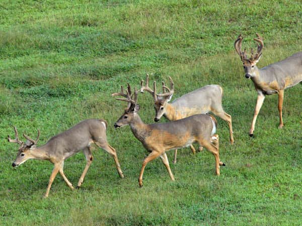 Interview: Big Buck Location and Management with Mark Drury