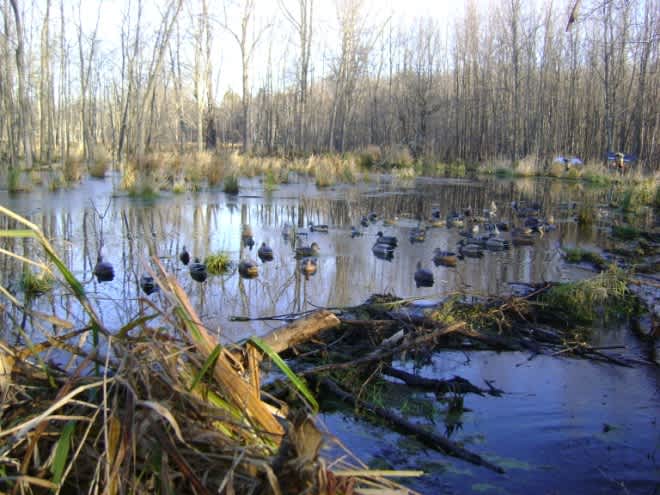 Hints for Hunting Ducks on High-Pressure Public Land