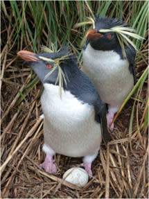 First Assessment of Endangered UK Penguins Since Oil Spill