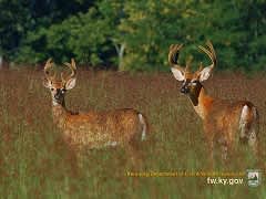 2011-2012 Kentucky Deer Season Ends With Fourth Largest Overall Harvest