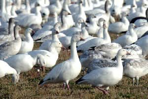 Lamar Colorado Hosts Annual Goose Fest Feb. 23-26