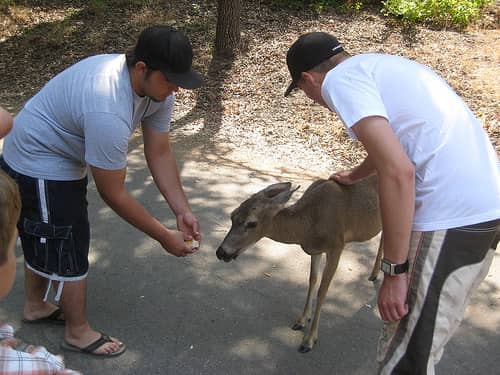 Keeping Deer as ‘Pets’ Isn’t Just a Bad Idea, It’s Also Illegal