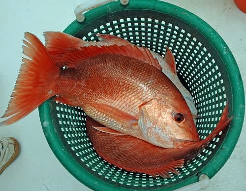 David Rainer’s Comments on the Upcoming Gulf Red Snapper Season
