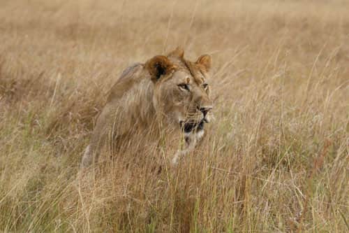 Dallas Safari Club Grants More Than $1 Million for Conservation in 2012