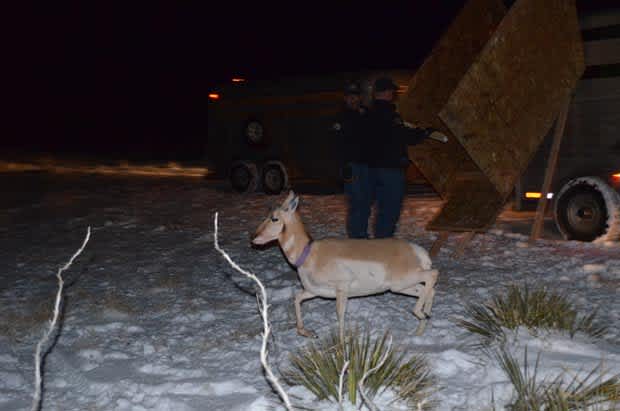 Researchers Investigating Stagnant Pronghorn Population in Western Colorado
