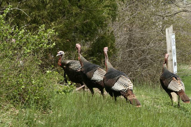 Missouri Department of Conservation Helped Save the State’s Turkey Population More Than 50 Years Ago