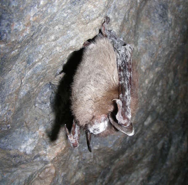 First Case of White-Nose Syndrome Confirmed in Alabama Bats