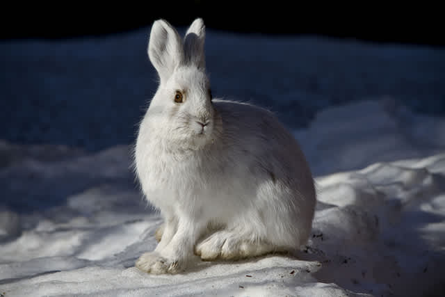 Michigan Researchers Study Decline in Snowshoe Hare Population