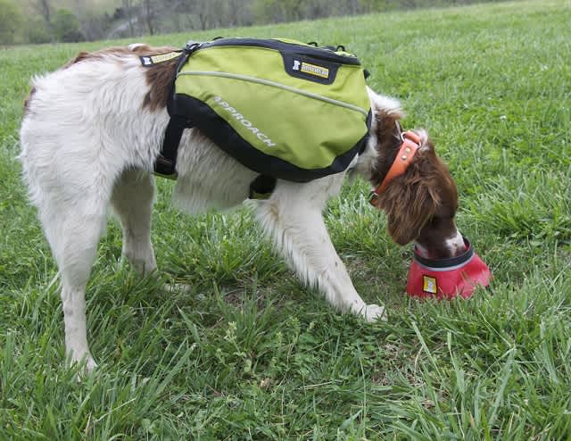 Ruff Wear: Durable, Lightweight and Affordable Equipment for Dogs of All Shapes and Sizes