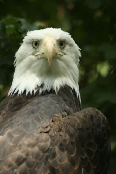 Wyoming Native Americans Win Right to Hunt Bald Eagles