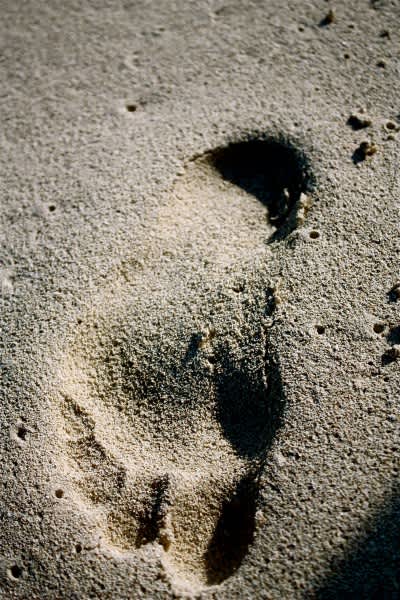 Man Fined for Hunting Bigfoot Without a Permit