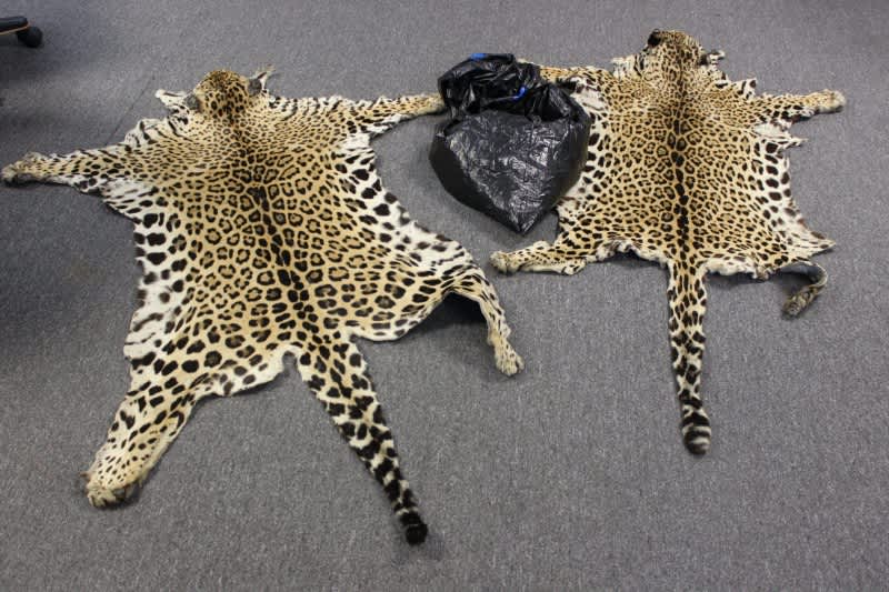 Jaguar Skin Smugglers Sentenced to Prison Terms