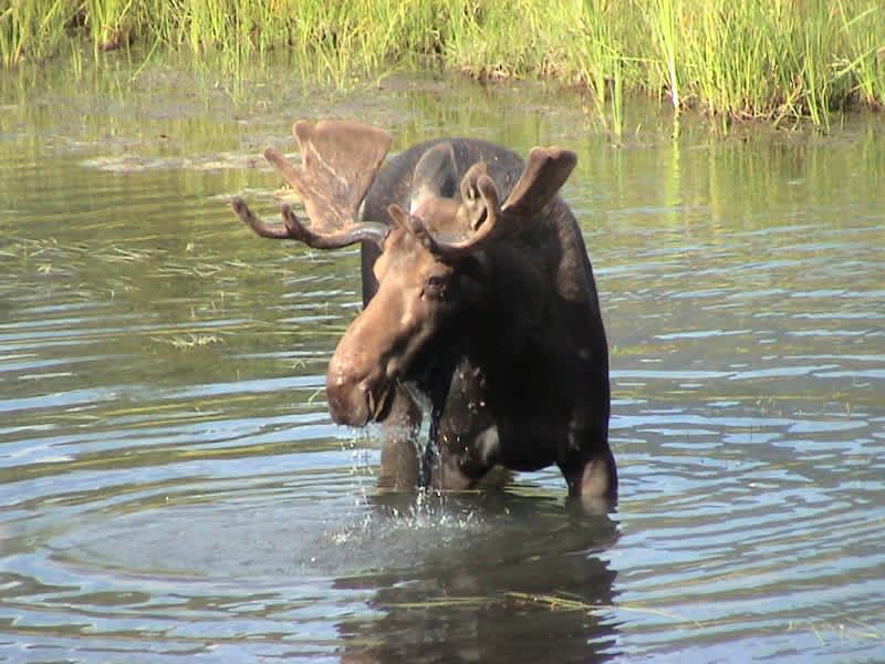 Video Of Possible World Record Moose Being Shot from Inches Away
