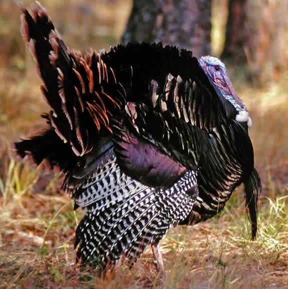 Eddie Salter on Hunting Turkeys and “PhD Gobblers”