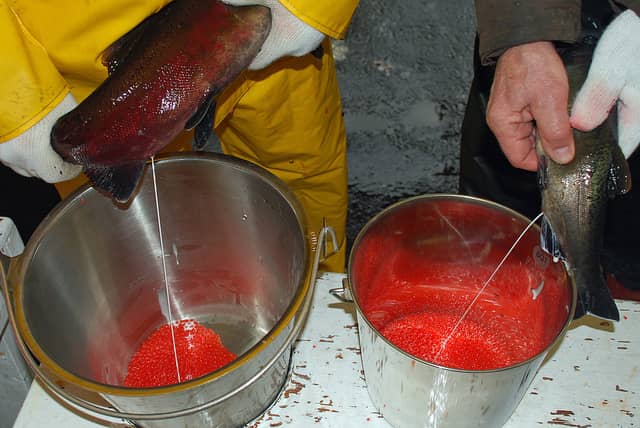 Wisconsin Fish Hatcheries Up and Running Sooner Than Normal